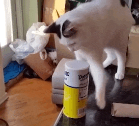 cat pushing object off a table